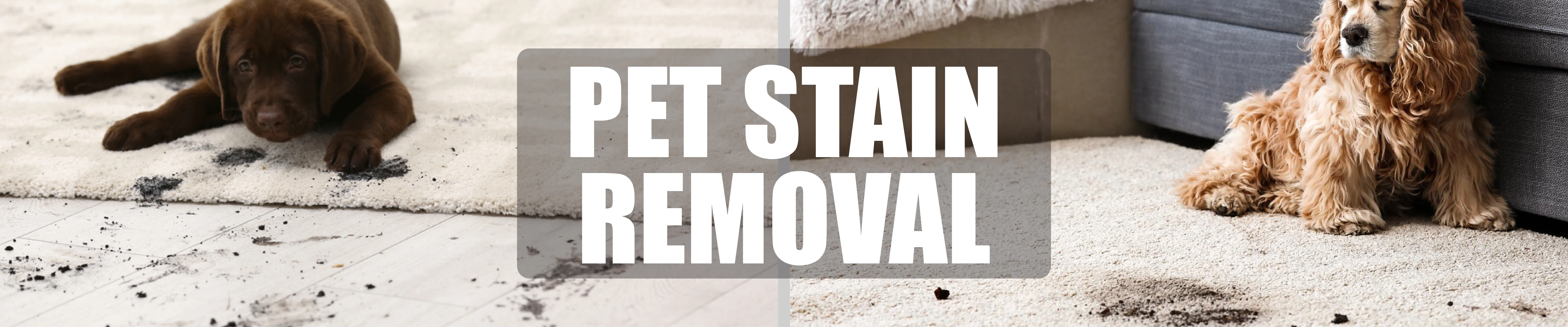 carpet cleaning in the suffolk, carpet cleaning in the suffolk, carpet cleaning the suffolk, carpet cleaners in the suffolk, carpet cleaners in the suffolk, commercial carpet cleaning, commercial carpet cleaning in the suffolk, the suffolk rug cleaners, rug cleaning services in the suffolk, same day carpet cleaning, same day rug cleaning