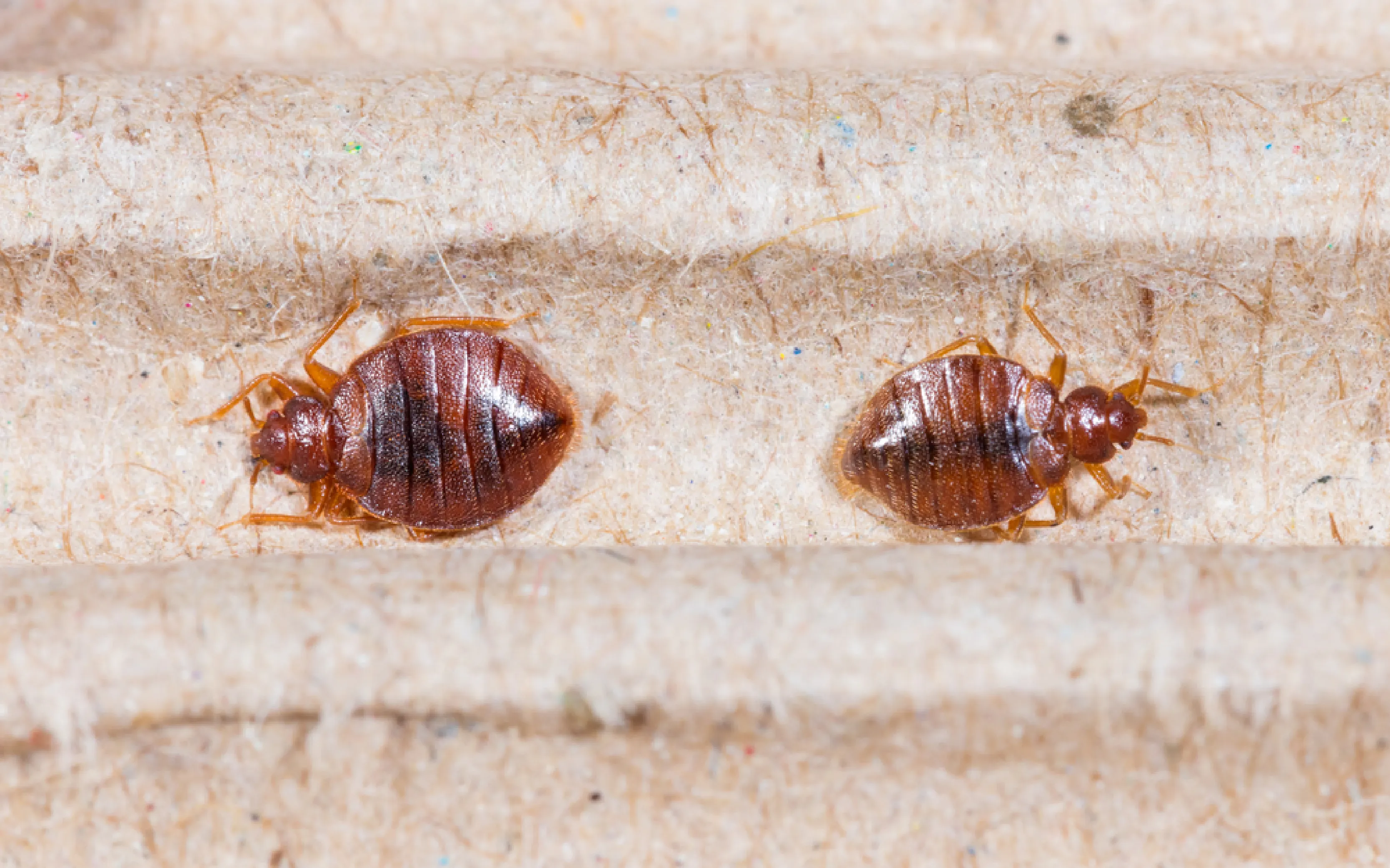 carpet cleaning in the suffolk, carpet cleaning in the suffolk, carpet cleaning the suffolk, carpet cleaners in the suffolk, carpet cleaners in the suffolk, commercial carpet cleaning, commercial carpet cleaning in the suffolk, the suffolk rug cleaners, rug cleaning services in the suffolk, same day carpet cleaning, same day rug cleaning